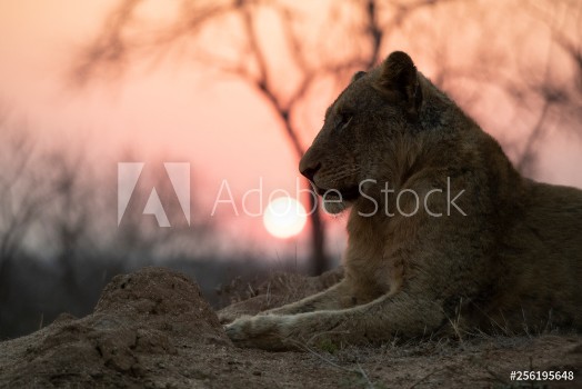 Picture of Male Lion sitting during Sunset